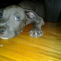 stacksonshack (@stacksonshack) 's Twitter Profile