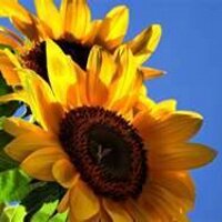 Elizabeth Dwiar (@elizabethdwiar) 's Twitter Profile Photo Elizabeth Dwiar (@elizabethdwiar) 's Twitter Profile Photo
