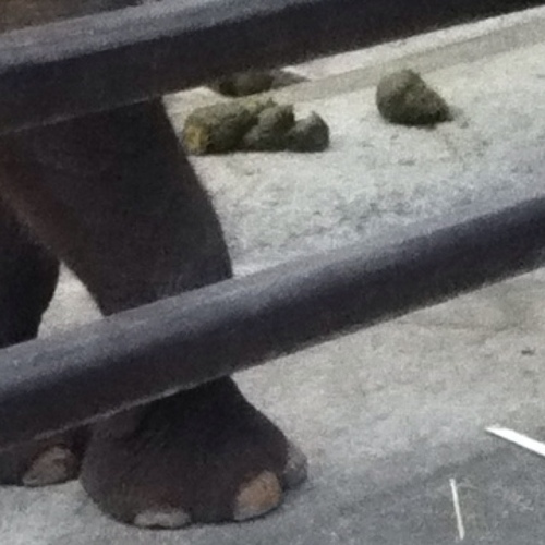 floodfuu's profile picture. Pas content. Flood. Je mentionne que les putes et les trolls. J'aime faire caca. Je suis @benjfuu, pour ceux qui auraient pas capté. QI moyen : 6. Caca.