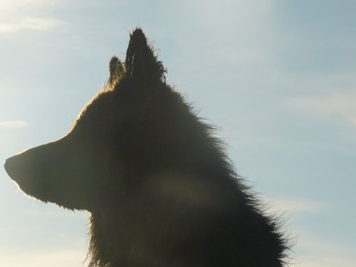 SCGS_R's profile picture. 