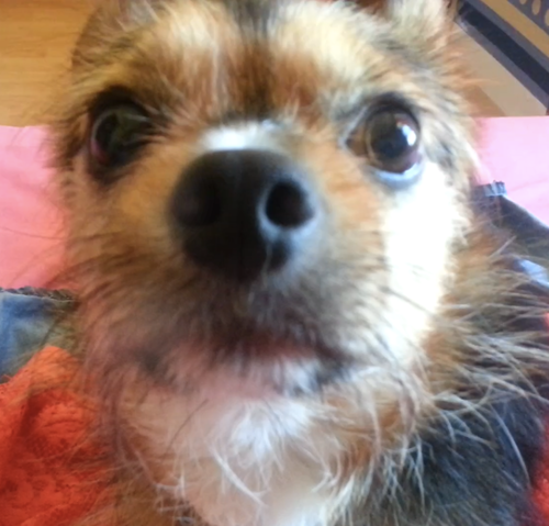 Cruce de Chihuahua y Yorkie. Ex-rehén de la perrera de Almería. Salvao por mi humana. Ahora todo ha cambiao y cada día lucho pa'ser el primer chorkie @policia.