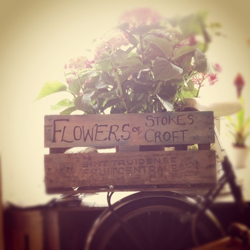 I am a florist, taxidermist and dreamer. I have a tiny flower shop in Bristol where I sell seasonal local flowers and make beautiful things.