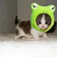 Mr. Froggy Kitten(@MrFroggyKitten) 's Twitter Profile Photo