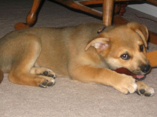 ozzibrown70's profile picture. Ruffin Canuck