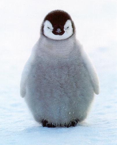 Does stuff, tweets occasionally.
Is not really a penguin.