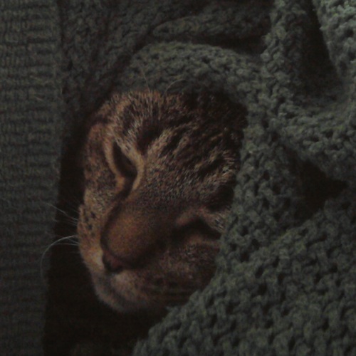 dr_toboggan1's profile picture. 