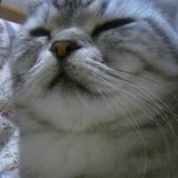 ミニマム (@mononofu68) 's Twitter Profile