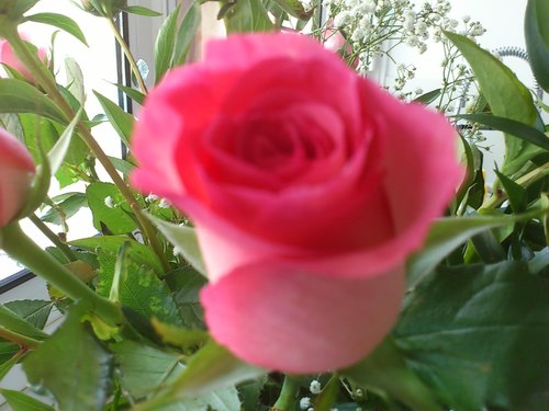 calimero1012y's profile picture. victime apollonia