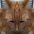 brianbetts1's profile image
