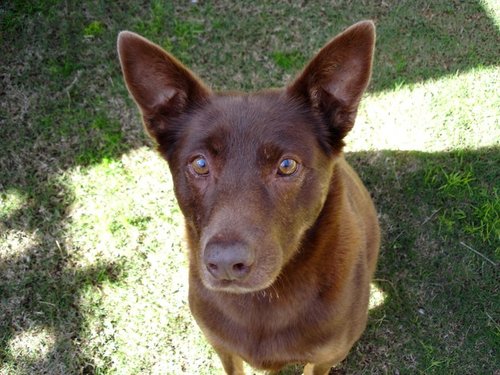 kobbadoggy's profile picture. 