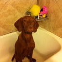 Aimee Walker - @Flyballlvt - Twitter