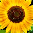 Amanda Joiner - @MandyJoiner - Twitter