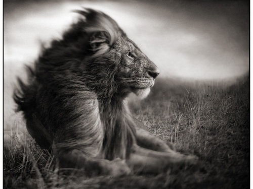 Los Leones esperan de frente las tormentas.