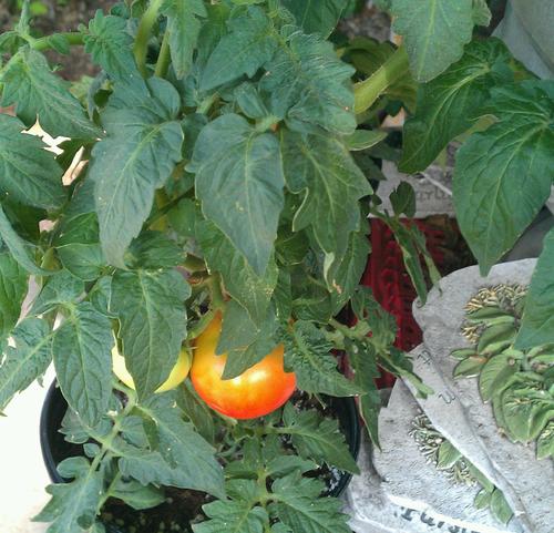 Peacockgloria's profile picture. 