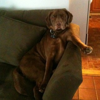 BrewsyDog's profile picture. 