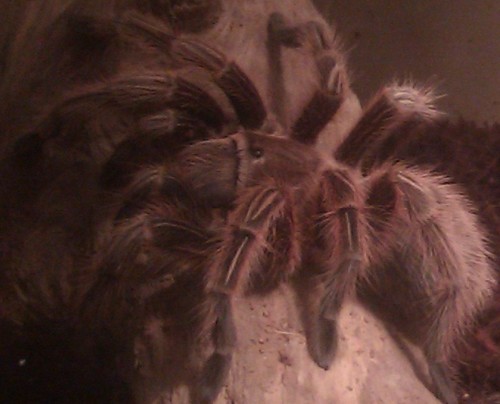 iemandergens1's profile picture. 