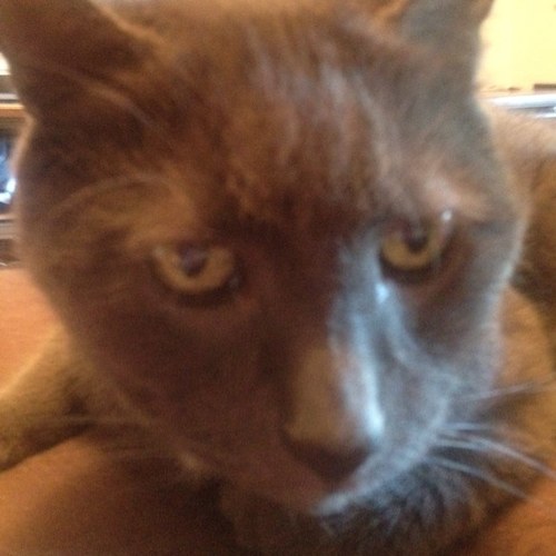 LuckyBunny2122's profile picture. 