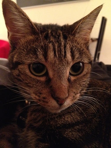 I am @the_angelone's cat. I rule her life because she is in love with me. I am the diva resident of her apartment and have the inside scoop on her life.