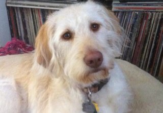 JudyFishkind's profile picture. marketing maven, mom, wife, friend, labradoodle lover and grandmother!