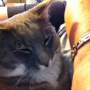 tracy collier - @tlmccat - Twitter