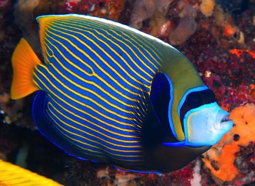 GiliDiveBlog's profile picture. Beautiful dive sites in Gili Trawangan