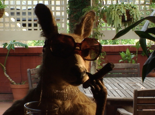 The original heroic marsupial from 1960s Australian TV series