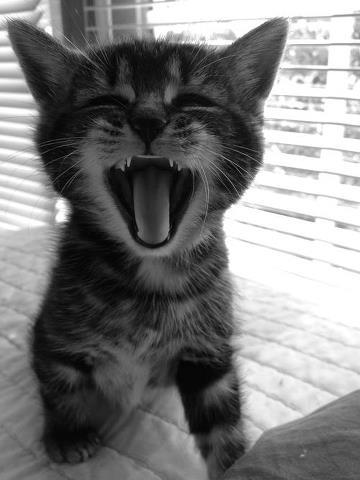.. Segue eu