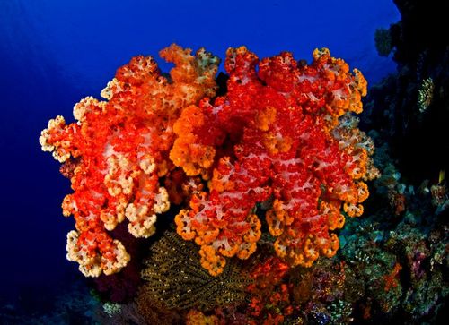 BaliDiveAdventu's profile picture. Bali dive adventures and adrenaline excursions