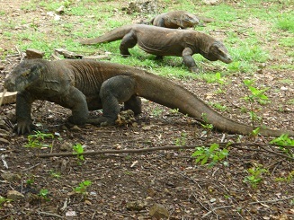 Arrange package tours Komodo Dragon, wild life and so much more on Komodo National Park and tour Flores Island Indonesia