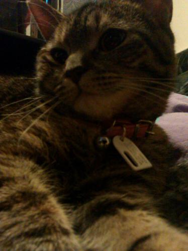 meow I'm Cleopatra the cat meow *fluffs pillow* Owner- @_ENTERSHIKARI_