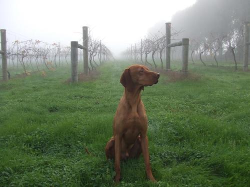 Located in the heart of Margaret River, this family run vineyard has discovered the combination of soil, climate and topography to make exceptional wine.