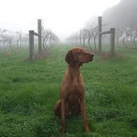 Blue Poles Vineyard (@bluepoles) 's Twitter Profile Photo Blue Poles Vineyard (@bluepoles) 's Twitter Profile Photo