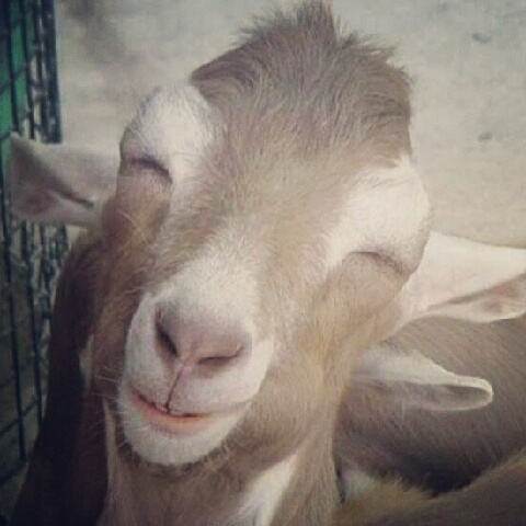 syihamo's profile picture. Aku hanya musafir lalu yg tumpang berteduh.