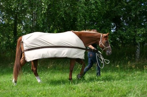 Abschwitzdecken mit integrierter Verladehilfe.
Pferde einfacher und sicherer verladen!
http://t.co/StAHsAb6vu