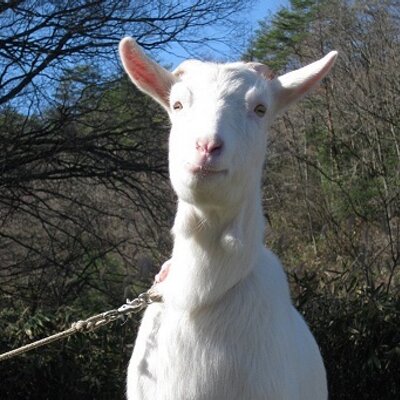 腹黒熊猫 年中やぎの目 Warudakumipanda Twitter 腹黒熊猫 年中やぎの目 Warudakumipanda Twitter