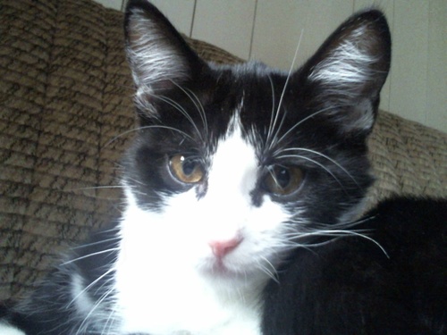 Stortinget1's profile picture. Selvironisk,humoristisk,positiv og ikke så rent lite politisk interesert etterhvert. Sterk på geografi, samt god på historie. Snakker norsk.