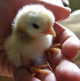 ClucknCrow's profile picture. Live truthfully and compassionately!