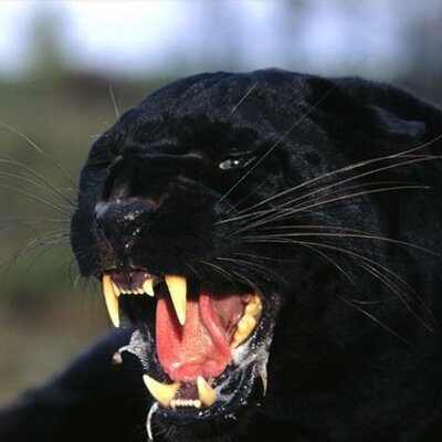Black Lion (@JBlacklion) / Twitter Black Lion (@JBlacklion) / Twitter