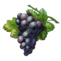 Cozy Grape Wine Bar (@cozygrape) 's Twitter Profile