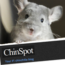 ChinSpot1's profile picture. For and about chinchillas