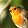 CBoyleImages's profile picture. Passionate wildlife photographer. Former Chef. I Have visited all 7 Continents :) https://t.co/bLXjcrNO0C
