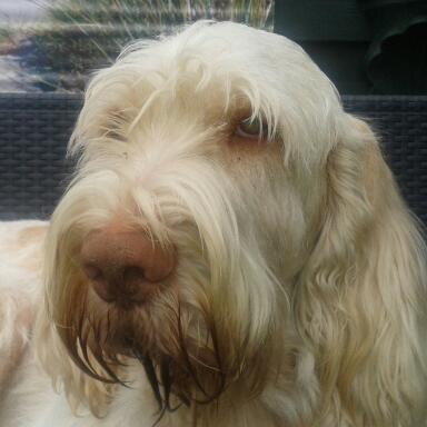 Guyjoto's profile picture. 