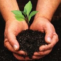 Tree Adoption Uganda (@treeadoptionug) 's Twitter Profile
