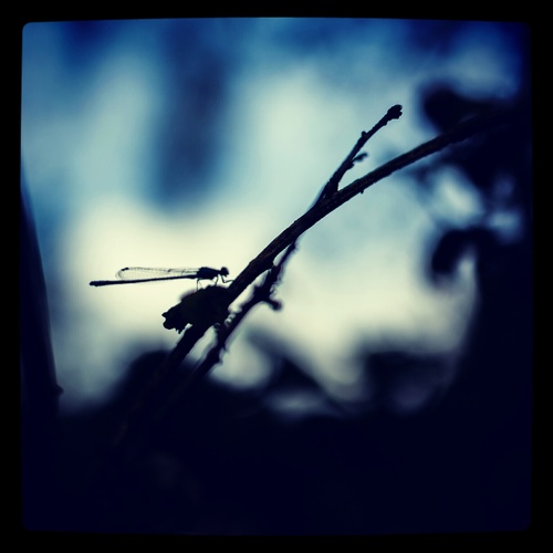 JoqeDavidsson's profile picture. 