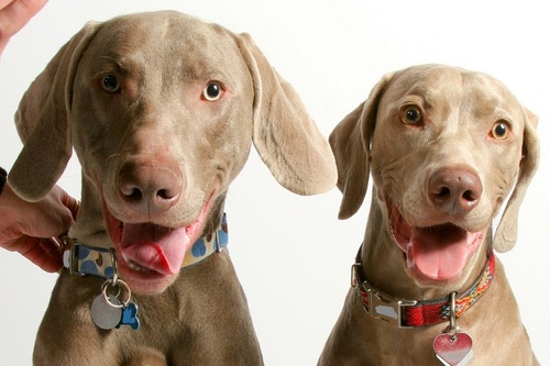 I luv my hubby, my Weimaraners, scuba diving & believe every animal deserves a safe & loving home.