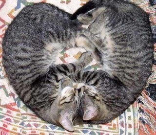 tetiforever's profile picture. 