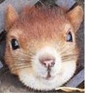 マンホールのフタの穴に、インしてしまいました。
ちょっと、すみませんが助けてください...
