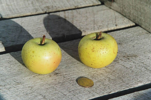 We're a fledgling heritage cider apple and perry pear orchard business. Working diligently on the research and development stage at the moment.