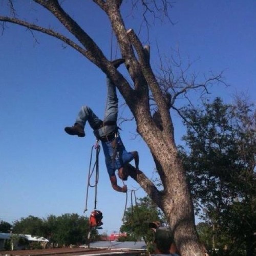 treecare11x's profile picture. 