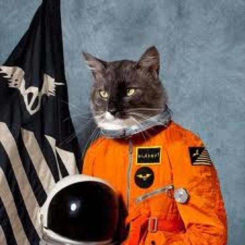 I enjoy cat